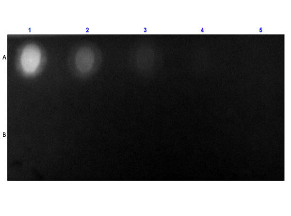 Dot Blot of STREPTAVIDIN Fluorescein Conjugated. Dot Blot of STREPTAVIDIN Fluorescein Conjugated.