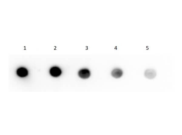 Dot Blot using S000-03 Dot Blot using S000-03
