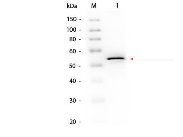 Western blot using S000-03 Western blot using S000-03