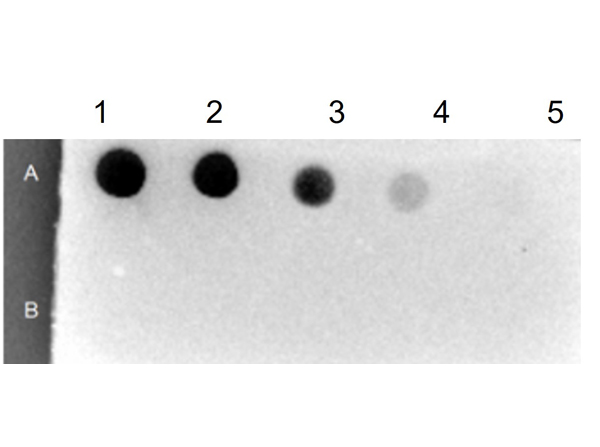 Dot Blot of Streptavidin Peroxidase Dot Blot of Streptavidin Peroxidase