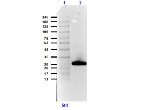 Western Blot of Streptavidin Peroxidase Western Blot of Streptavidin Peroxidase