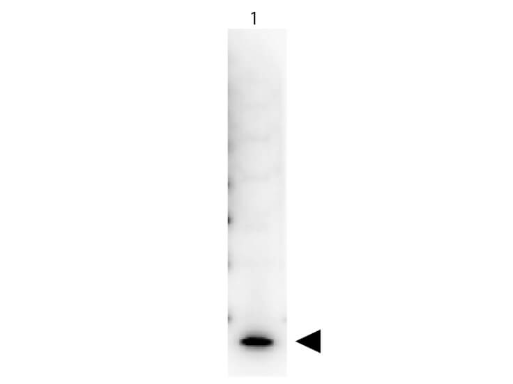 Peroxidase Conjugated Streptavidin - Western Blot Peroxidase Conjugated Streptavidin - Western Blot