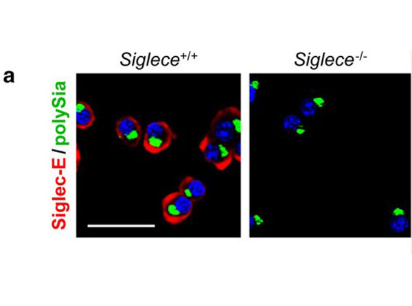 Immunofluorescence using Streptavidin CY3 Immunofluorescence using Streptavidin CY3