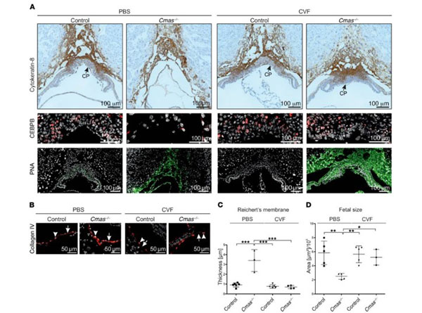 Immunohistochemistry using Streptavidin CY3 Immunohistochemistry using Streptavidin CY3