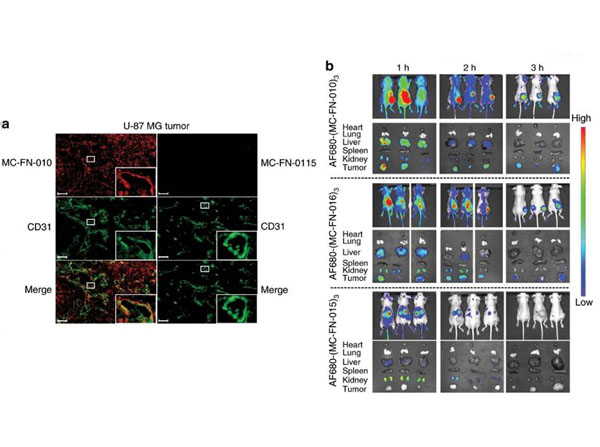 Immunofluorescence using Streptavidin CY3 Immunofluorescence using Streptavidin CY3