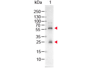 Western Blot - STREPTAVIDIN ALKALINE PHOSPHATASE Conjugated Western Blot - STREPTAVIDIN ALKALINE PHOSPHATASE Conjugated