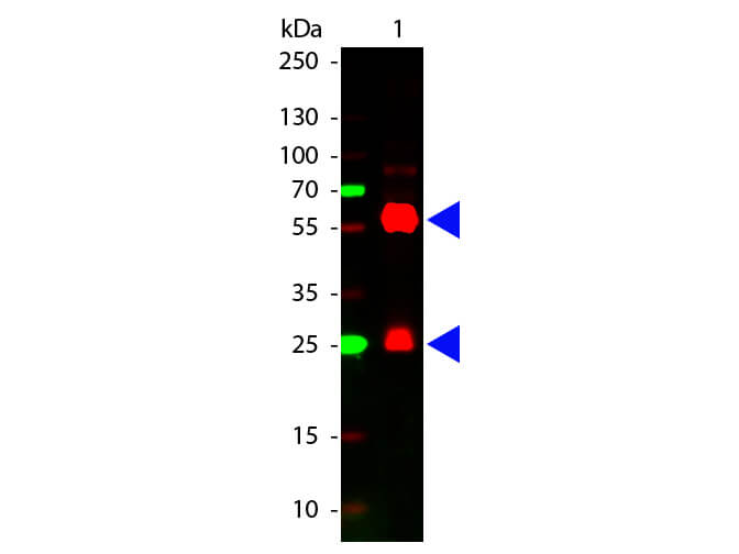 Streptavidin Cy5 Conjugated - Western Blot Streptavidin Cy5 Conjugated - Western Blot