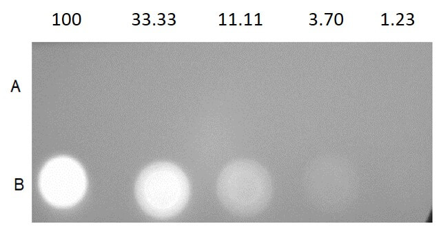 Dot Blot of Streptavidin Phycoerythrin conjugate Dot Blot of Streptavidin Phycoerythrin conjugate