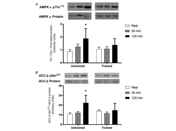Western Blot using Streptavidin DyLight™800 Western Blot using Streptavidin DyLight™800