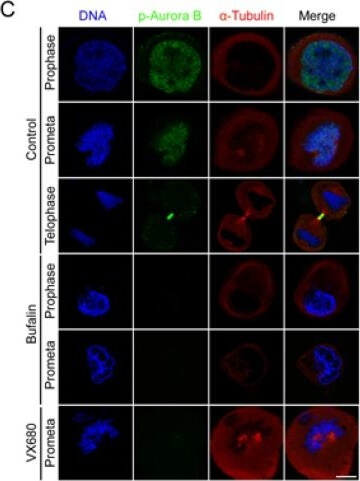 Immunocytochemistry of Anti-Aurora B pT232 Immunocytochemistry of Anti-Aurora B pT232