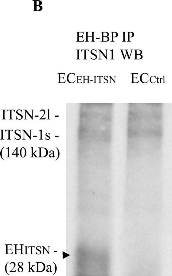 Western Blot of Rabbit TrueBlot®: Anti-Rabbit IgG HRP Western Blot of Rabbit TrueBlot®: Anti-Rabbit IgG HRP