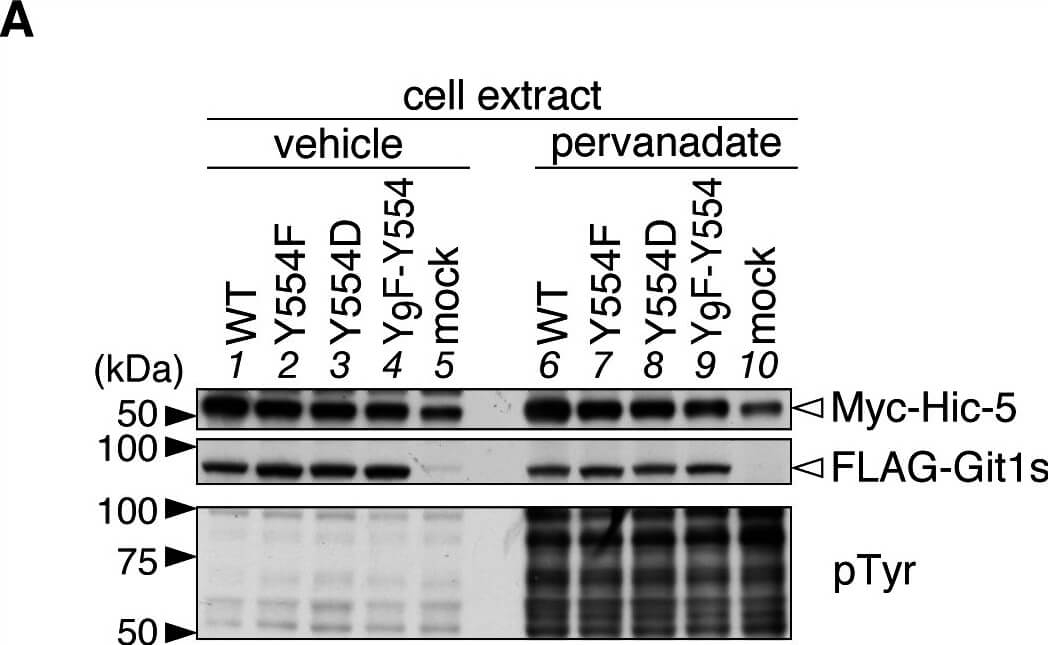 Western Blot of Anti-Myc Western Blot of Anti-Myc