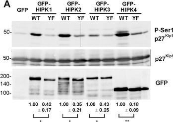 Western Blot of Anti-GFP Western Blot of Anti-GFP