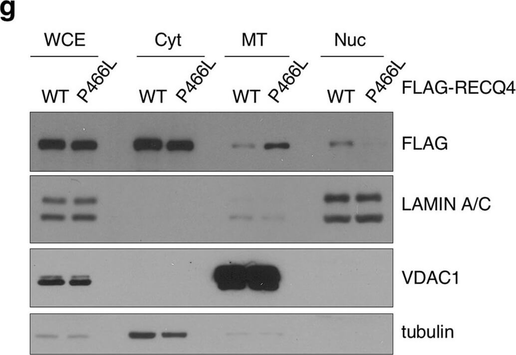 Western Blot of Anti-FLAG Western Blot of Anti-FLAG