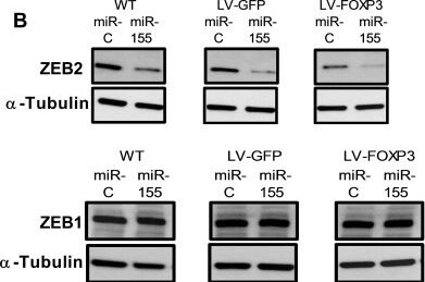 Western Blot of Anti-ALPHA-TUBULIN Western Blot of Anti-ALPHA-TUBULIN