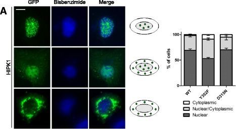 Immunocytochemistry of Anti-GFP Immunocytochemistry of Anti-GFP
