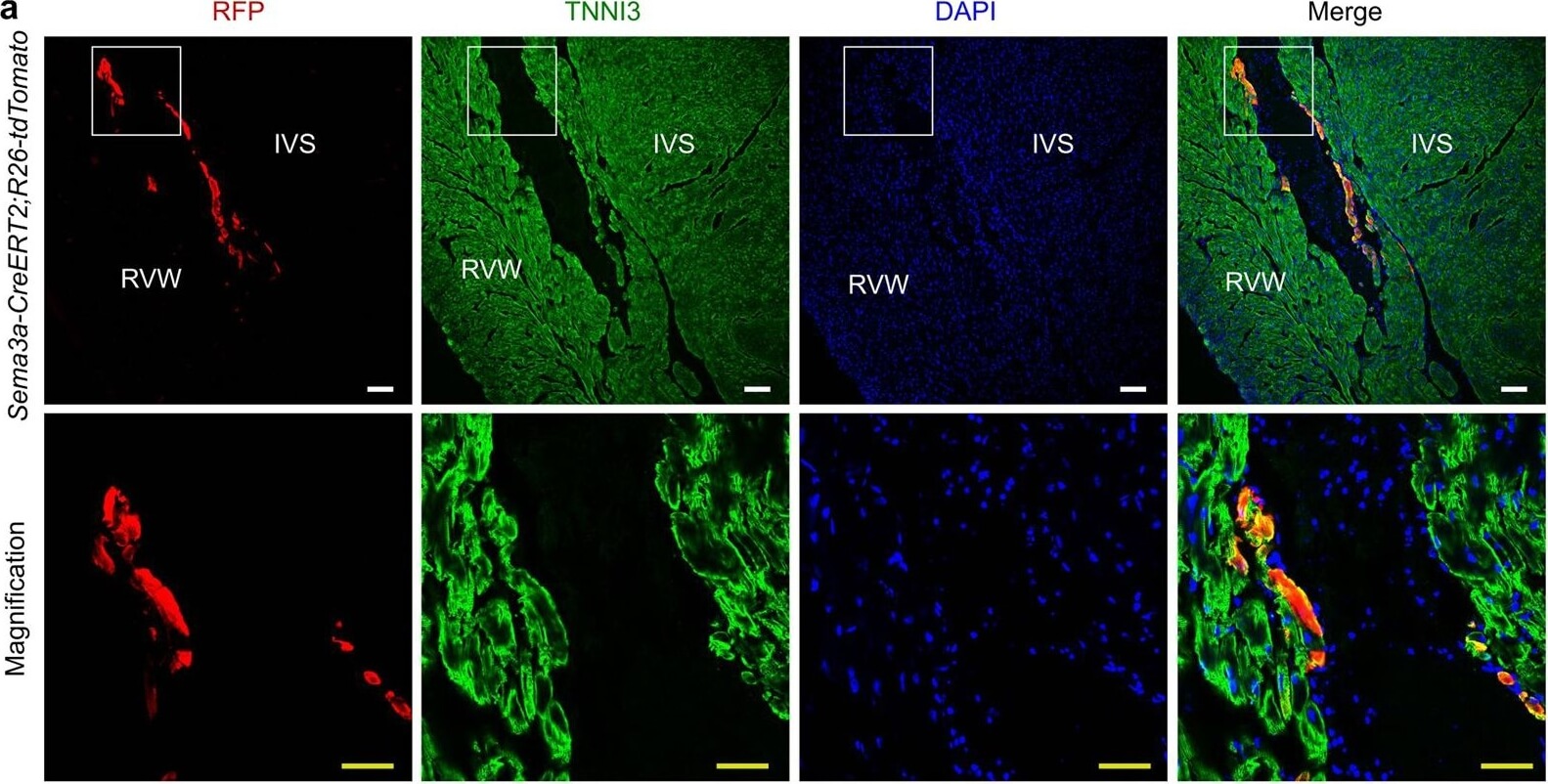 Immunohistochemistry of Anti-RFP Immunohistochemistry of Anti-RFP