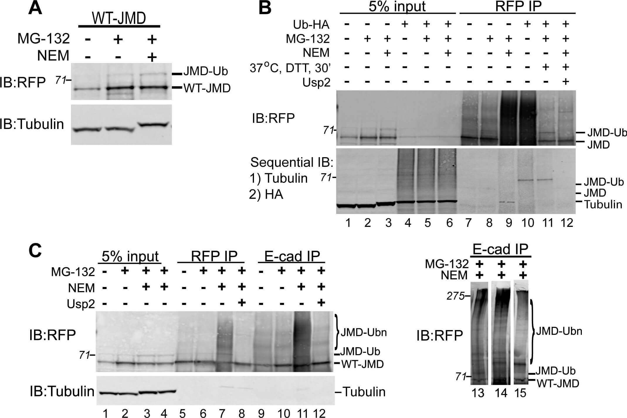Western Blot of Anti-RFP Western Blot of Anti-RFP