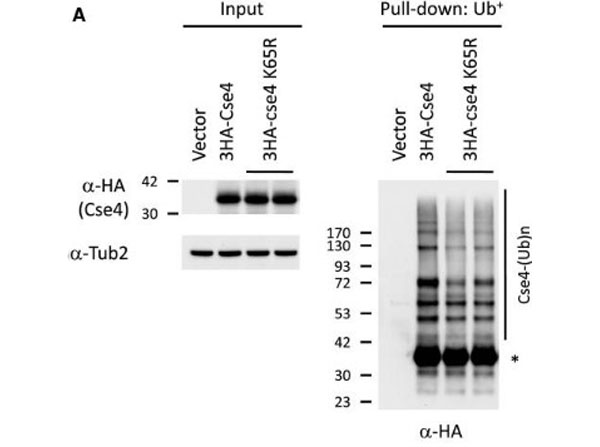 Western Blot using UniGlow Western Blot using UniGlow