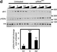 Western Blot of Anti-Histone H2AvD pS137 Western Blot of Anti-Histone H2AvD pS137
