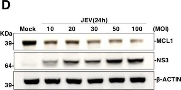 Western Blot of Anti-Mcl-1 Western Blot of Anti-Mcl-1