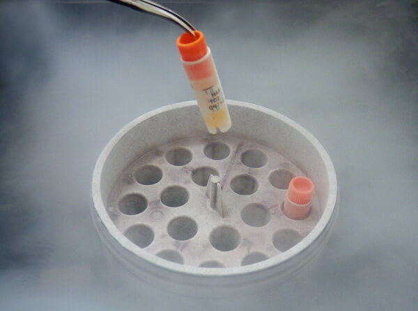 WM9 Viable Cells
