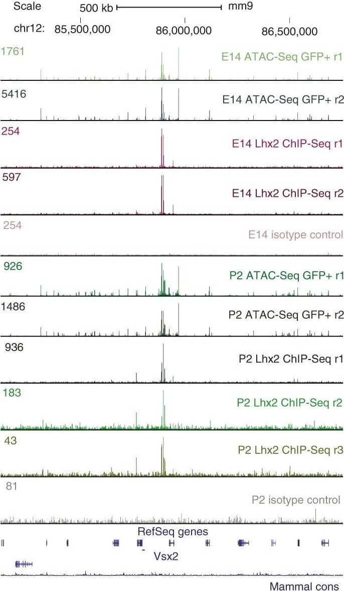 Flow Cytometry of Anti-GFP Antibody Flow Cytometry of Anti-GFP Antibody