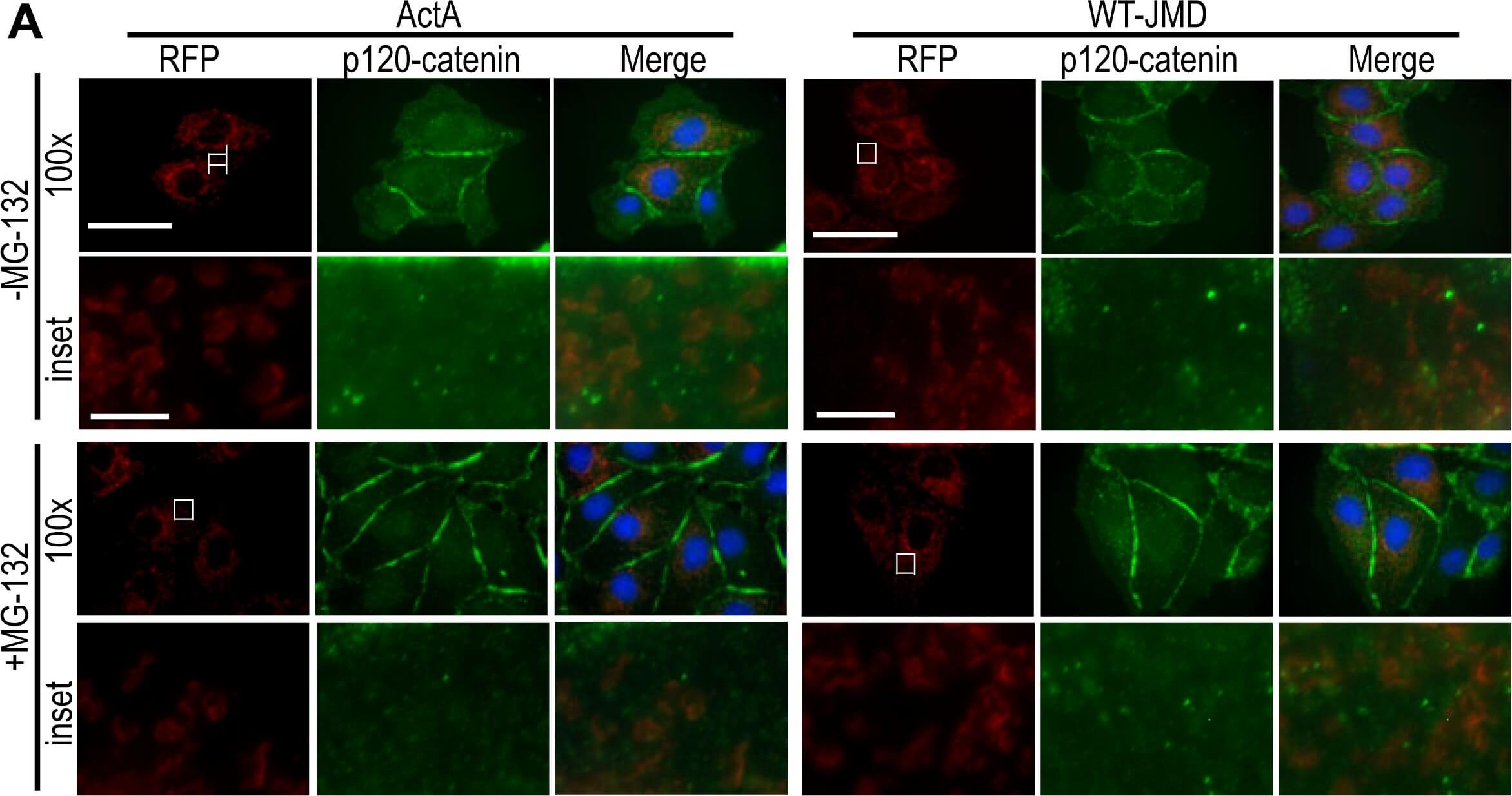 Immunocytochemistry of Anti-RFP Immunocytochemistry of Anti-RFP