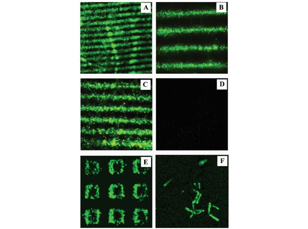 Immunofluorescence using HeLa lysates Immunofluorescence using HeLa lysates