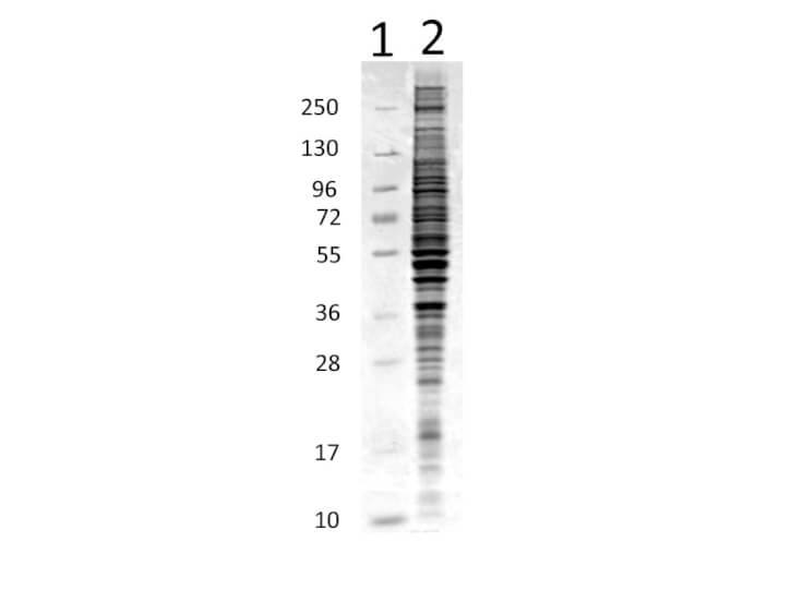 HeLa Whole Cell Lysate - SDS-Page HeLa Whole Cell Lysate - SDS-Page