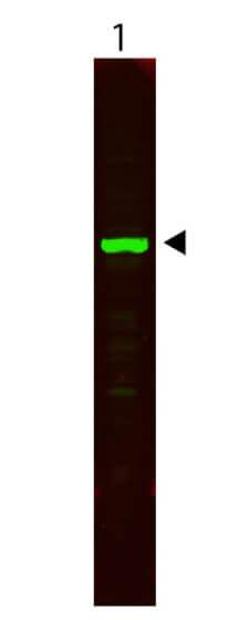 HeLa Whole Cell Lysate - Western Blot HeLa Whole Cell Lysate - Western Blot