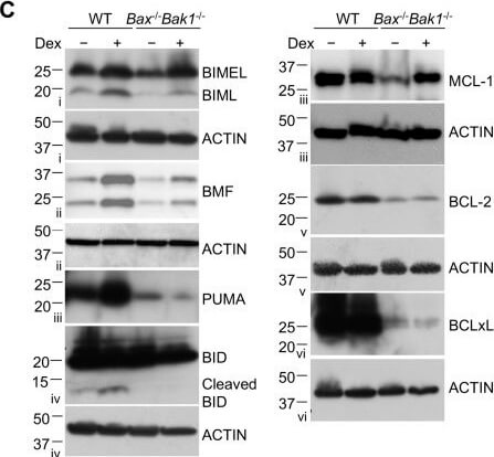 Western Blot of Anti-Mcl-1 Western Blot of Anti-Mcl-1