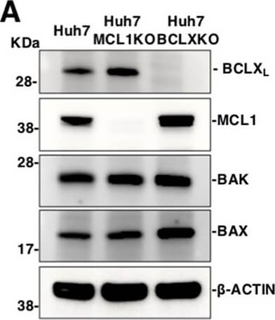 Western Blot of Anti-Mcl-1 Western Blot of Anti-Mcl-1