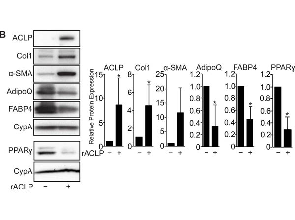 Western Blot of Anti-Collagen Type I Western Blot of Anti-Collagen Type I