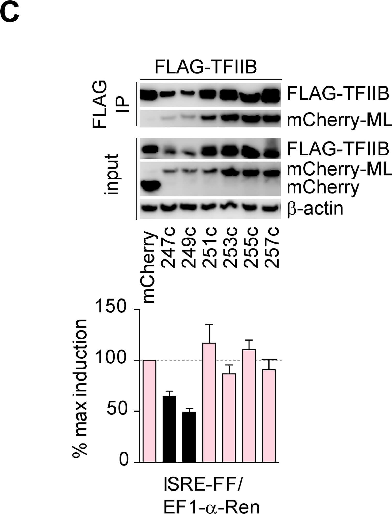 Western Blot of Anti-mCherry Western Blot of Anti-mCherry