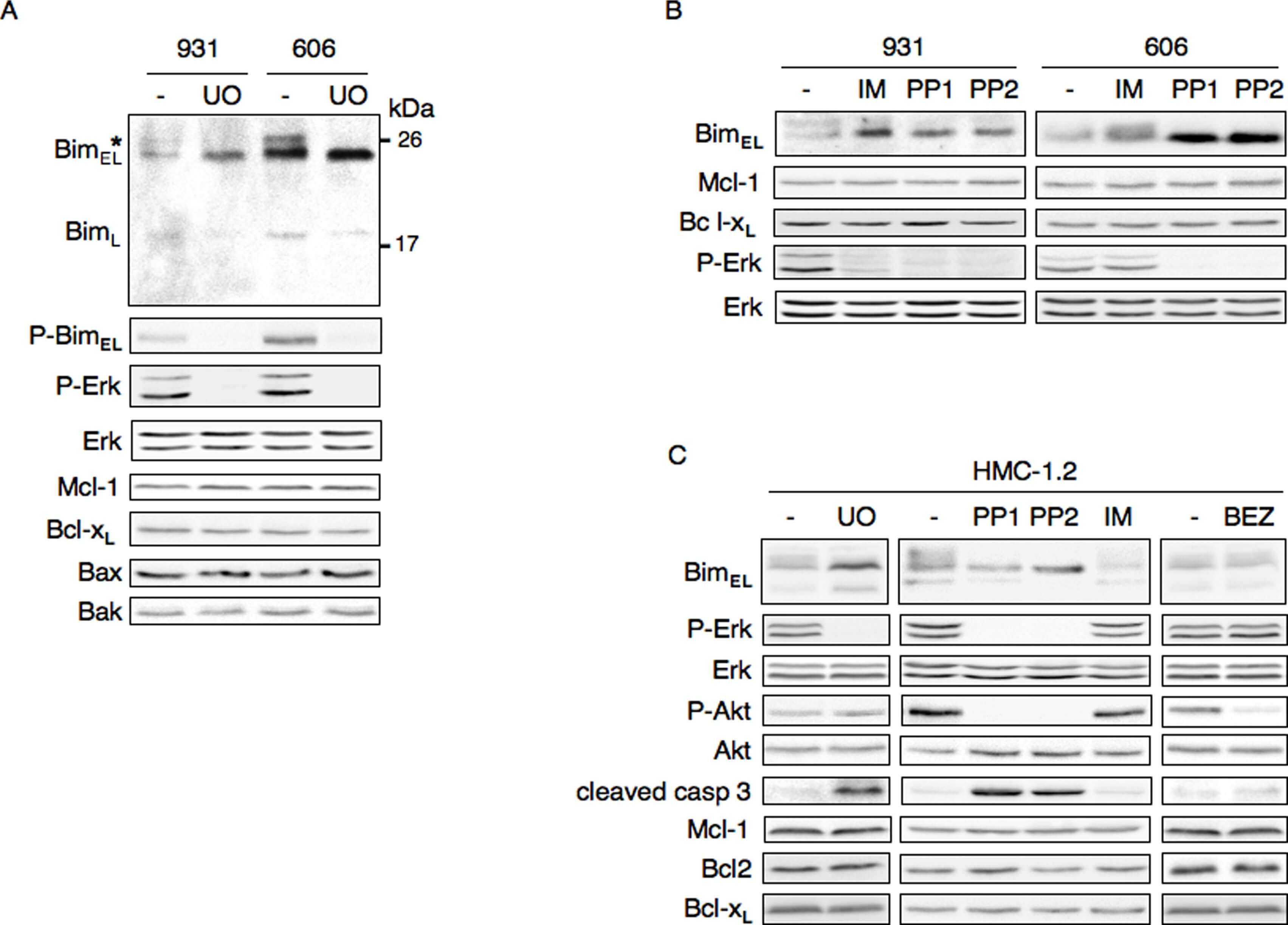 Western Blot of Anti-Mcl-1 Western Blot of Anti-Mcl-1