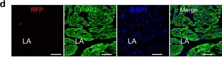 Immunohistochemistry of Anti-RFP Immunohistochemistry of Anti-RFP