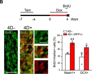 Immunohistochemistry of Anti-RFP Immunohistochemistry of Anti-RFP