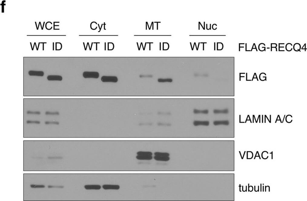 Western Blot of Anti-FLAG Western Blot of Anti-FLAG