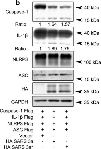 Western Blot of Anti-HA EPITOPE TAG Western Blot of Anti-HA EPITOPE TAG