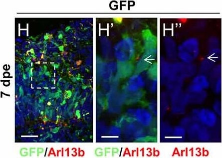 Immunohistochemistry of Anti-RFP Immunohistochemistry of Anti-RFP