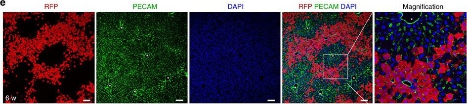 Immunohistochemistry of Anti-RFP Immunohistochemistry of Anti-RFP