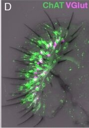 Immunohistochemistry of Anti-RFP Immunohistochemistry of Anti-RFP