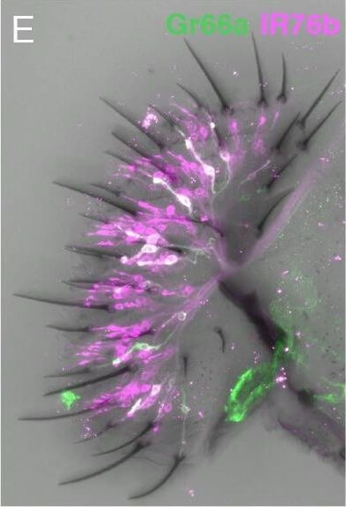 Immunohistochemistry of Anti-RFP Immunohistochemistry of Anti-RFP
