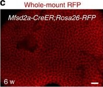 Immunohistochemistry of Anti-RFP Immunohistochemistry of Anti-RFP