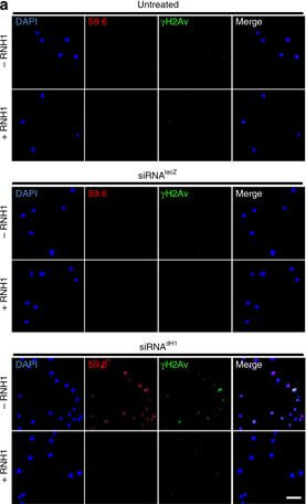 Immunocytochemistry of Anti-Histone H2AvD pS137 Immunocytochemistry of Anti-Histone H2AvD pS137