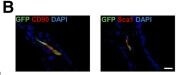 Immunohistochemistry of Anti-GFP Immunohistochemistry of Anti-GFP