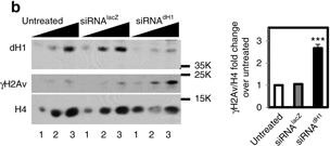 Western Blot of Anti-Histone H2AvD pS137 Western Blot of Anti-Histone H2AvD pS137